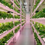 Food-Security