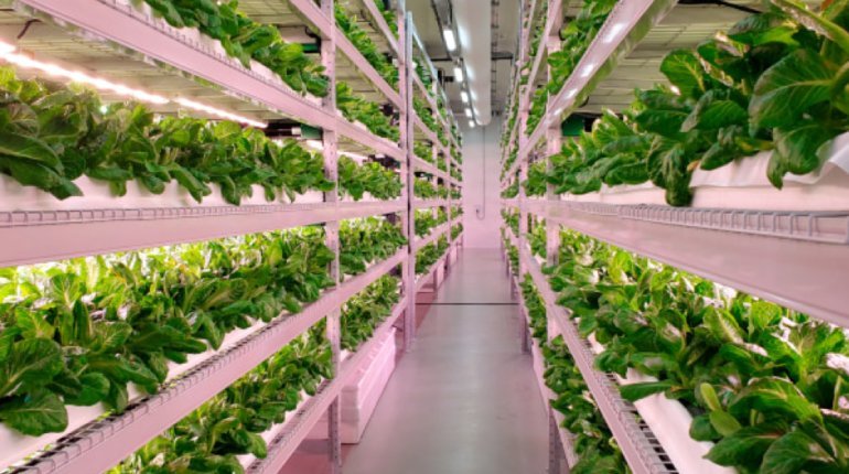 Food-Security
