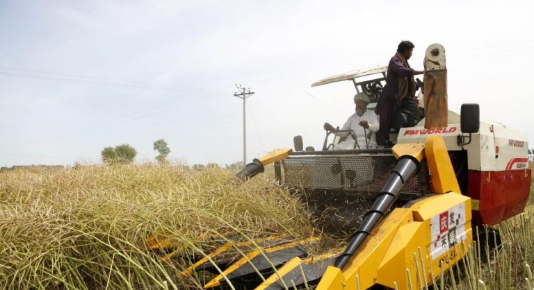 imported-oilseed-canola-at-a-field-in-Pakistan