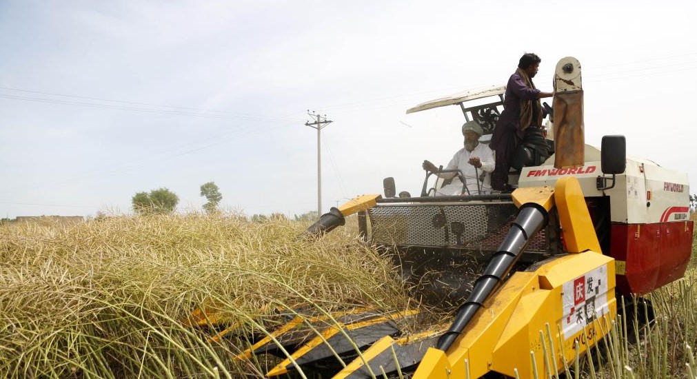 imported-oilseed-canola-at-a-field-in-Pakistan