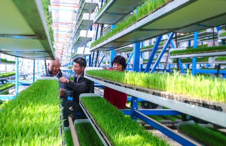 Pakistan-Plans-to-Send-1000-Students-to-China-on-Government-Scholarships-for-Advanced-Training-in-Agriculture-Sector