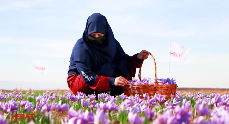 USAID-Expands-Cooperation-with-Afghan-Traders-in-Selling-Saffron-worth-1.4-million-to-the-US-Markets-July-19-2024