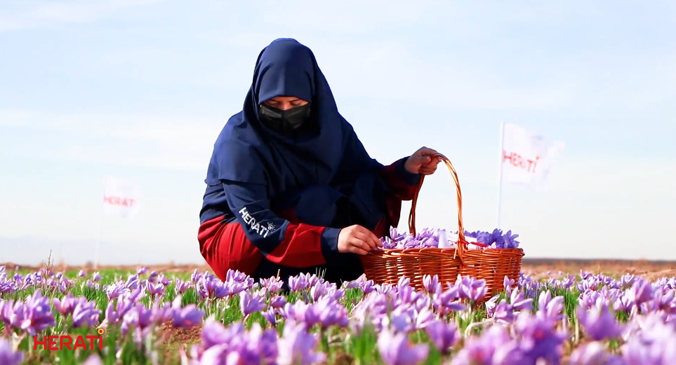 USAID-Expands-Cooperation-with-Afghan-Traders-in-Selling-Saffron-worth-1.4-million-to-the-US-Markets-July-19-2024